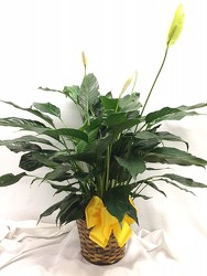 8" Peace Lilly Plant from Brownfield Floral in Brownfield, TX