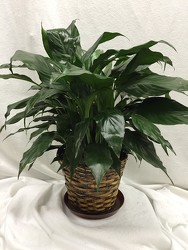 6" Peace Lilly Plant Basket from Brownfield Floral in Brownfield, TX