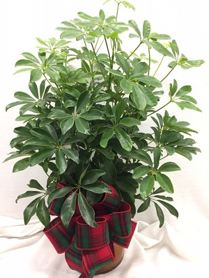8" Hawaiian Schefflera Plant from Brownfield Floral in Brownfield, TX