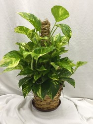 6" Pole Ivy Plant Basket 