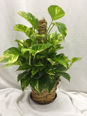6" Pole Ivy Plant Basket from Brownfield Floral in Brownfield, TX