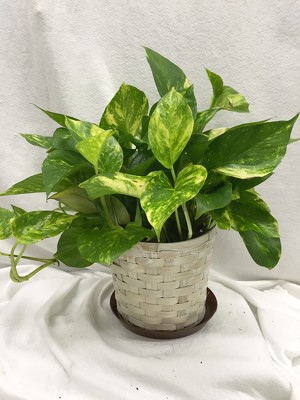 6" Pothos Ivy Basket from Brownfield Floral in Brownfield, TX